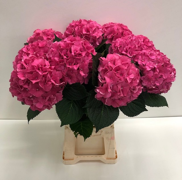 Hydrangea glowing alps.jpg